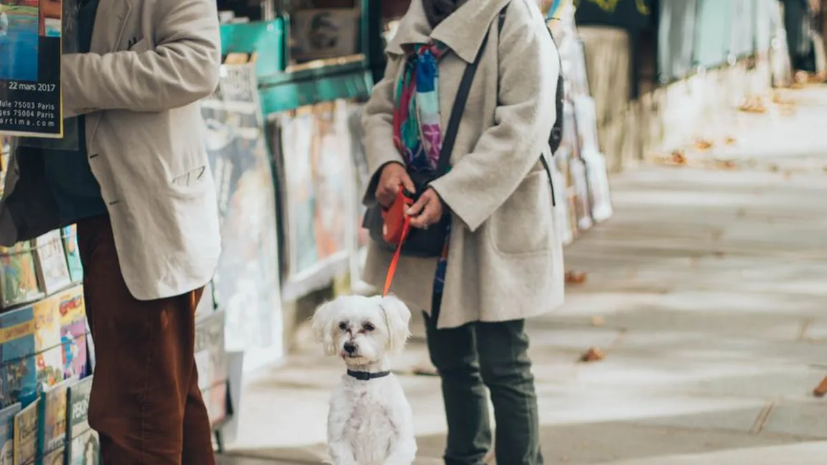 Cartão de crédito para pet shop e farmácia: como economizar